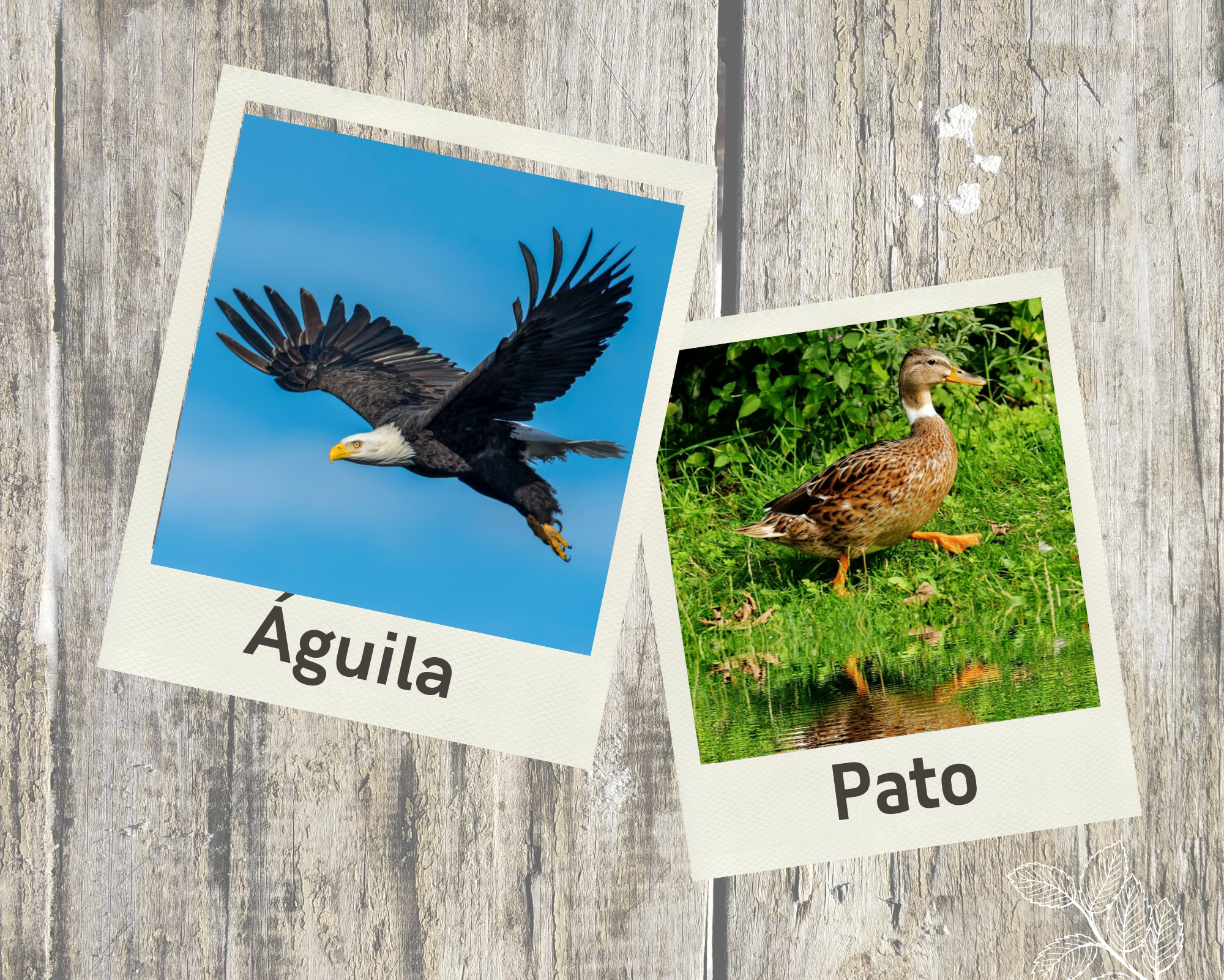 Águila o pato? ¿A qué grupo perteneces? – Celeste Pérez